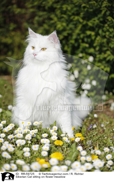 Siberian Cat sitting on flower meadow / RR-59725