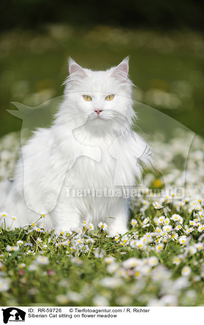 Siberian Cat sitting on flower meadow / RR-59726