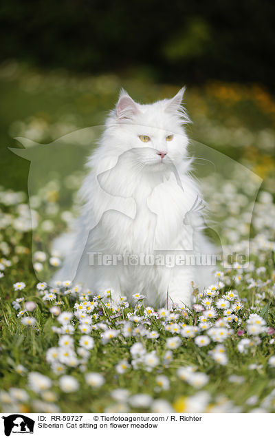 Siberian Cat sitting on flower meadow / RR-59727