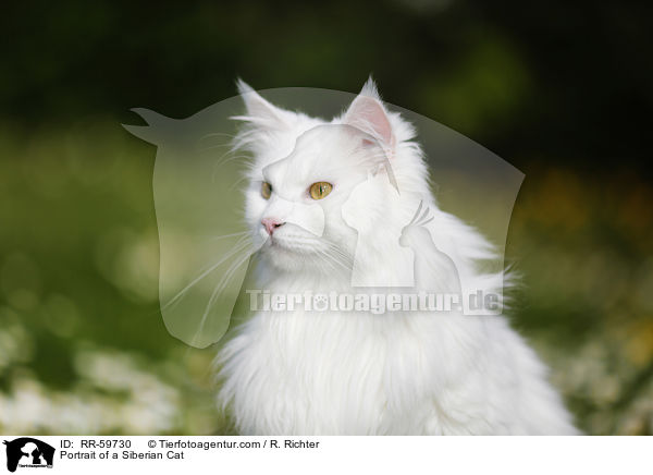 Portrait of a Siberian Cat / RR-59730