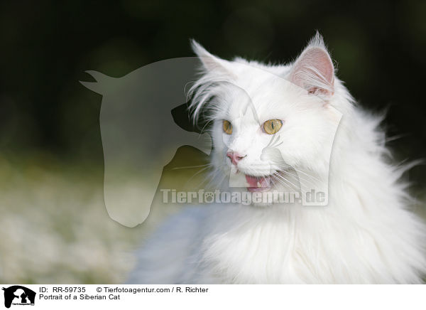 Portrait of a Siberian Cat / RR-59735