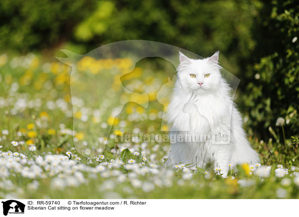 Siberian Cat sitting on flower meadow / RR-59740