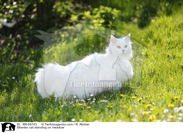 Siberian cat standing on meadow / RR-59743