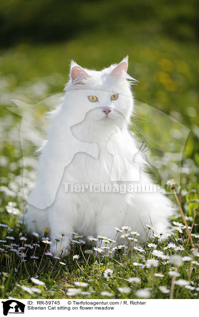 Siberian Cat sitting on flower meadow / RR-59745