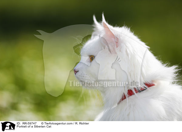 Portrait of a Siberian Cat / RR-59747