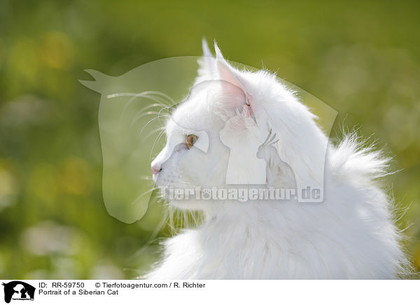 Portrait of a Siberian Cat / RR-59750