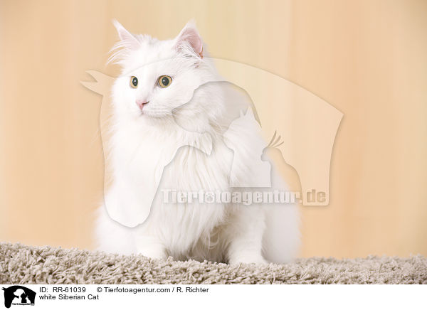 white Siberian Cat / RR-61039