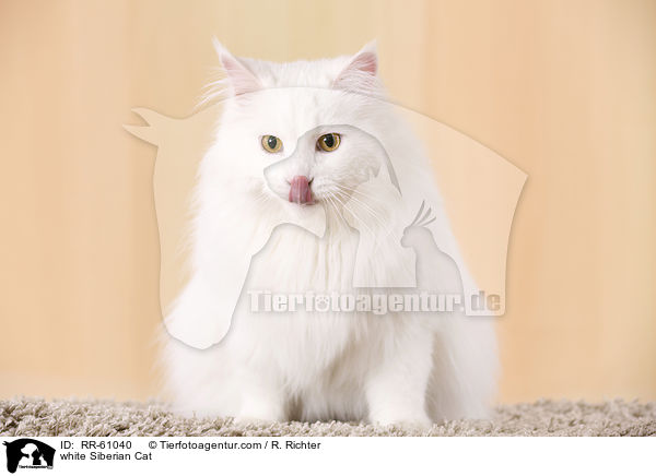 white Siberian Cat / RR-61040