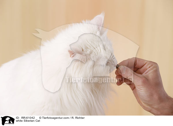 white Siberian Cat / RR-61042