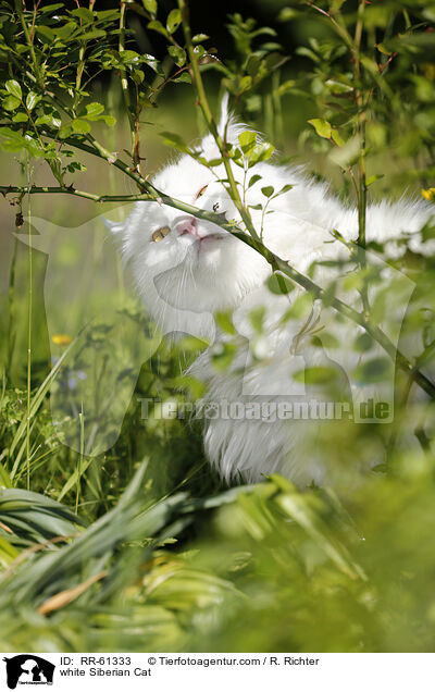 white Siberian Cat / RR-61333