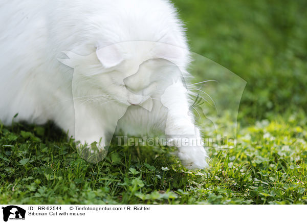 Siberian Cat with mouse / RR-62544