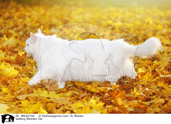laufende Sibirische Katze / walking Siberian Cat / RR-63700