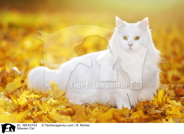 Siberian Cat / RR-63704