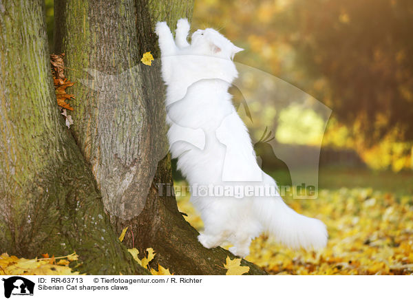 Siberian Cat sharpens claws / RR-63713