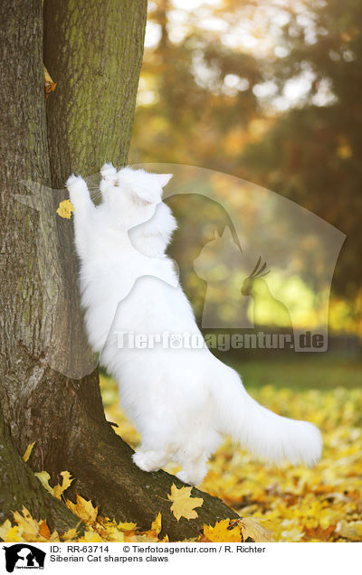 Siberian Cat sharpens claws / RR-63714