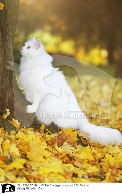 sitting Siberian Cat / RR-63716