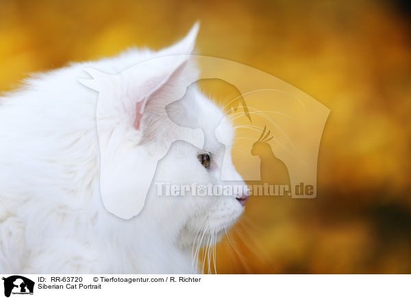 Siberian Cat Portrait / RR-63720