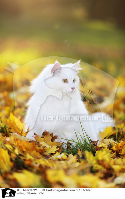 sitting Siberian Cat / RR-63721