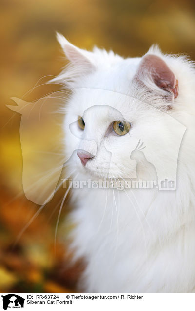 Siberian Cat Portrait / RR-63724