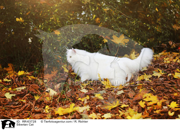 Siberian Cat / RR-63728