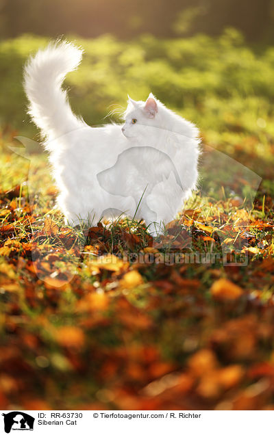 Siberian Cat / RR-63730