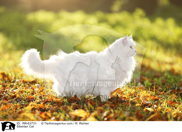 Siberian Cat / RR-63731