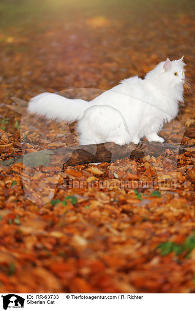 Siberian Cat / RR-63733