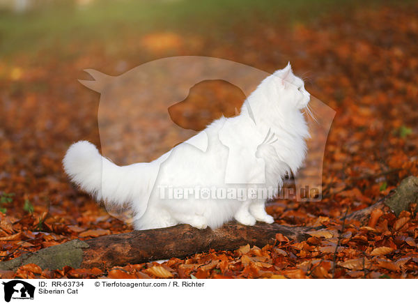 Siberian Cat / RR-63734