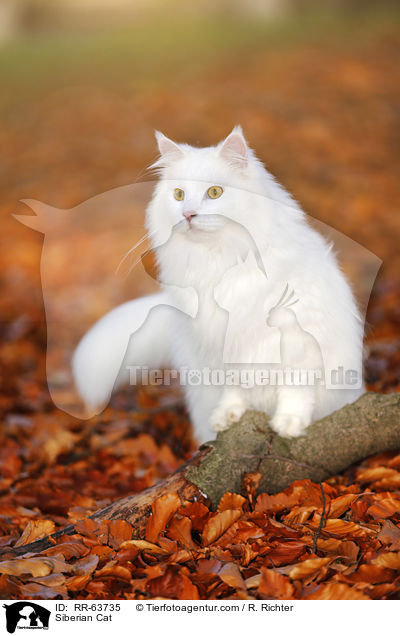 Siberian Cat / RR-63735