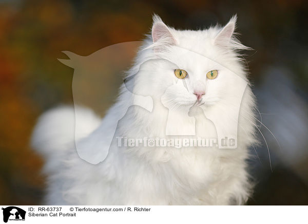 Siberian Cat Portrait / RR-63737