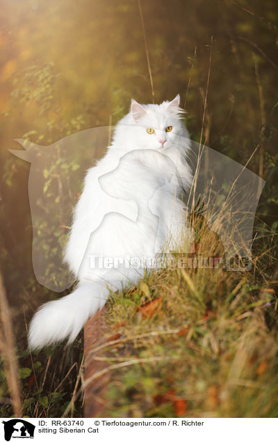sitting Siberian Cat / RR-63740
