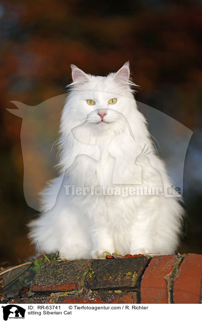 sitting Siberian Cat / RR-63741