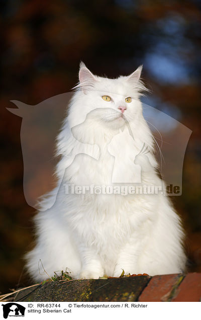 sitting Siberian Cat / RR-63744