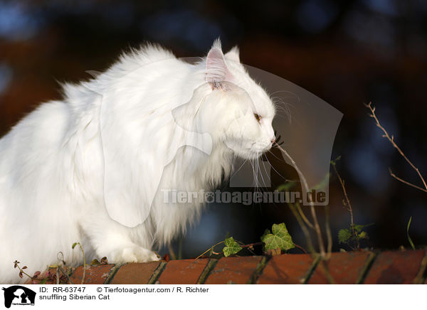 snuffling Siberian Cat / RR-63747