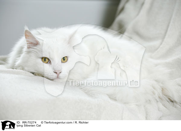 lying Siberian Cat / RR-70274