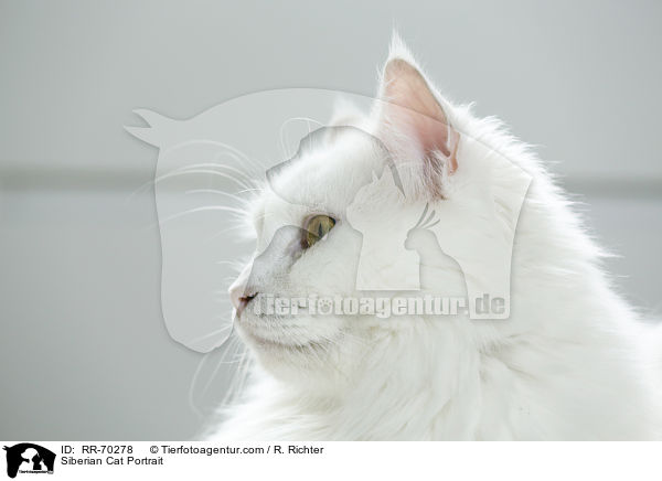Siberian Cat Portrait / RR-70278