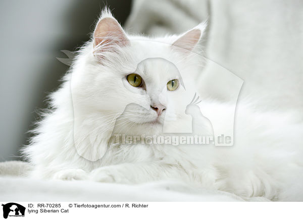 lying Siberian Cat / RR-70285