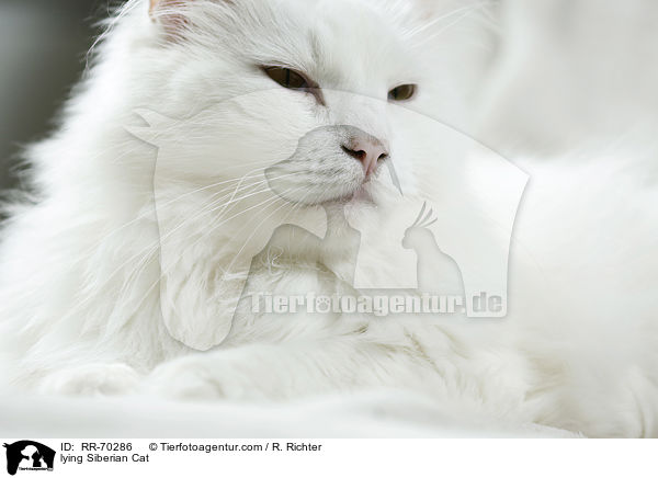 lying Siberian Cat / RR-70286