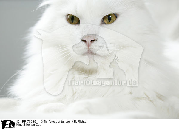 lying Siberian Cat / RR-70289