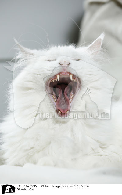 Siberian Cat / RR-70295