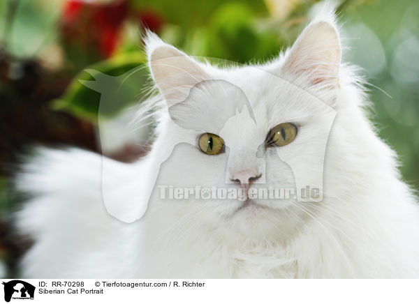 Siberian Cat Portrait / RR-70298