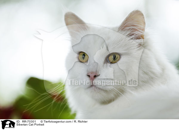 Siberian Cat Portrait / RR-70301