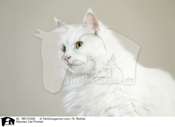 Siberian Cat Portrait / RR-70306