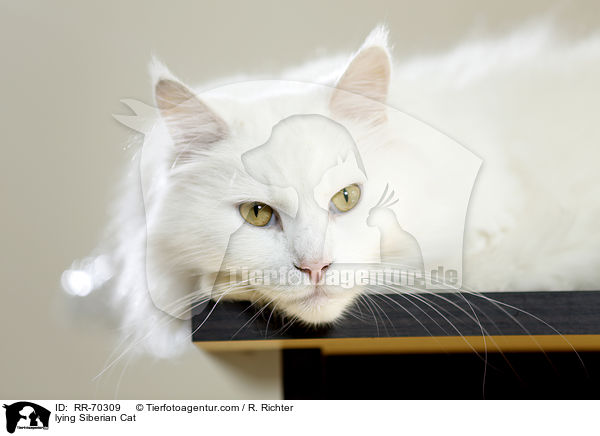 lying Siberian Cat / RR-70309