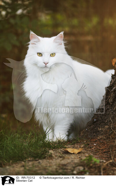 Siberian Cat / RR-70312