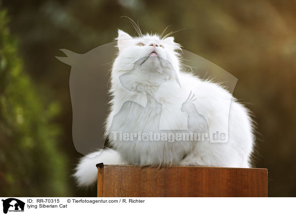 lying Siberian Cat / RR-70315