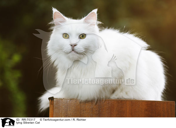 lying Siberian Cat / RR-70317
