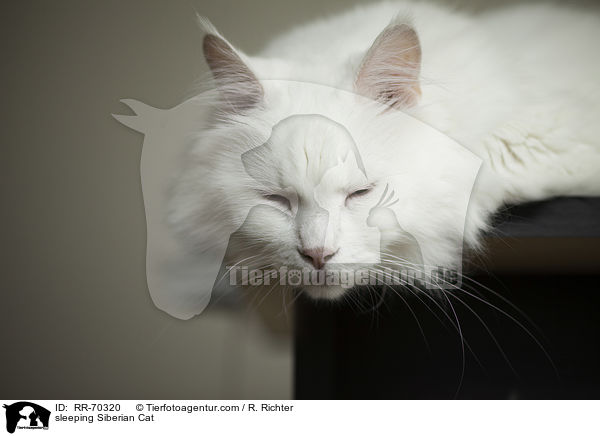 sleeping Siberian Cat / RR-70320