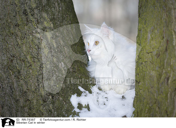 Siberian Cat in winter / RR-79387