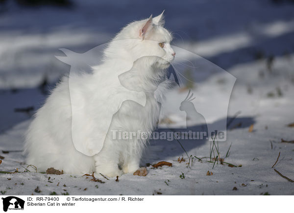 Siberian Cat in winter / RR-79400